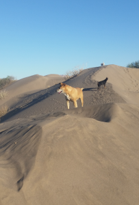 Hunde auf Düne