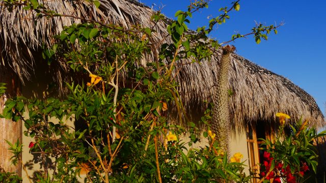 Blogartikel über das Arbeiten auf einer Eco-Ranch in Baja California. © Nina Fabienne Scholz